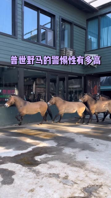 普世野马的警惕性有多高