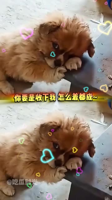 狗狗：求您疼我~ #老铁民间生活大赛 #快手萌主争霸赛 #反差咋能这大呢 #毕了个yes 