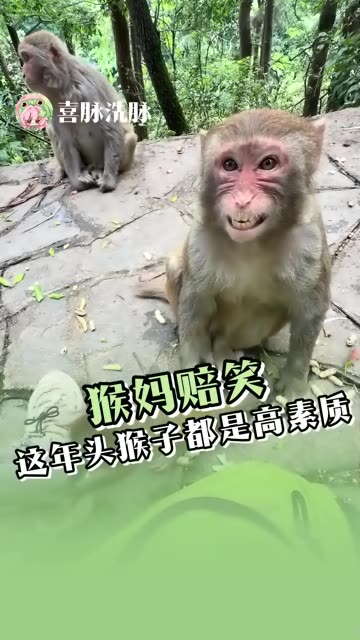 也是在猴子脸上看到了赔笑的表情 （cr.猴大叔） #猴子 #猴子成精  #神奇动物 #老铁娱乐观察站 