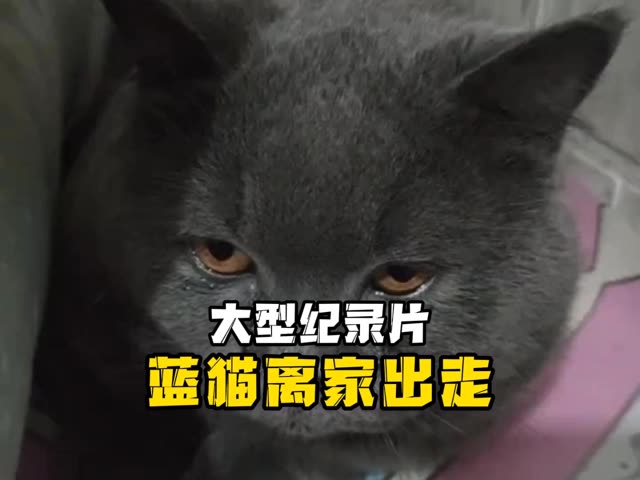 蓝猫被两只田园猫轮流叼回家，谁懂蓝猫心中的痛！ #英短蓝猫  #猫咪的迷惑行为