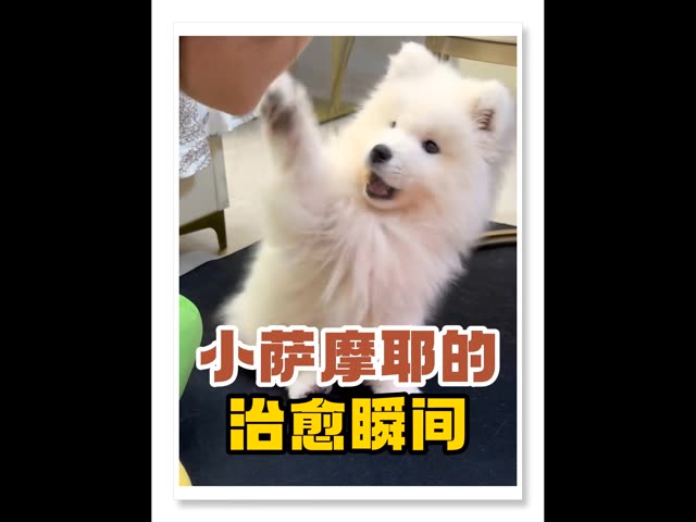 快@你的朋友来看萨摩耶 #萨摩耶 #治愈 #暖心 