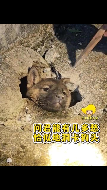狗子：要救你给我救好了呀！（素材cr：小苹果和狗崽）#万万没想到 #狗 #救援 #老铁娱乐观察站